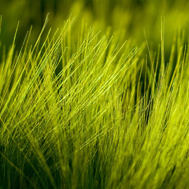 Green Grass iPad wallpaper 