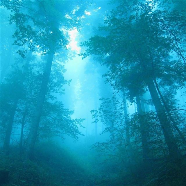 Misty Forest iPad wallpaper 