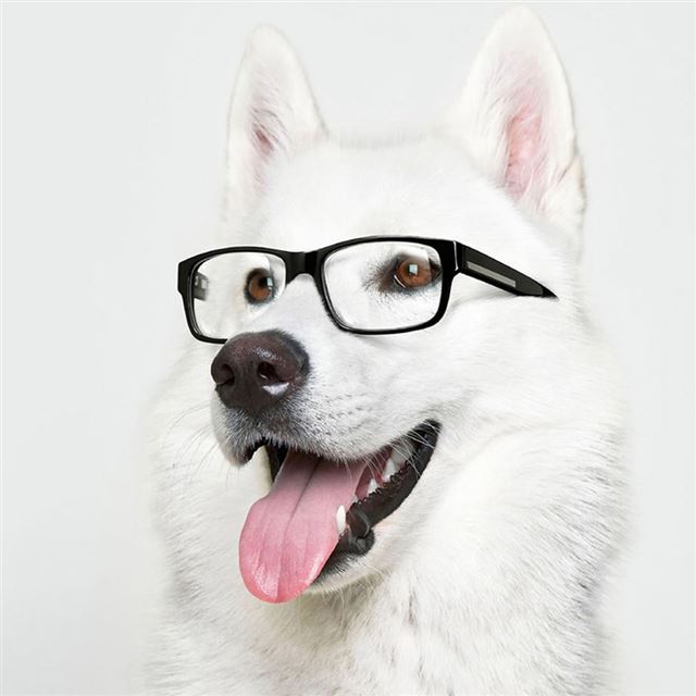 Smart Dog iPad wallpaper 