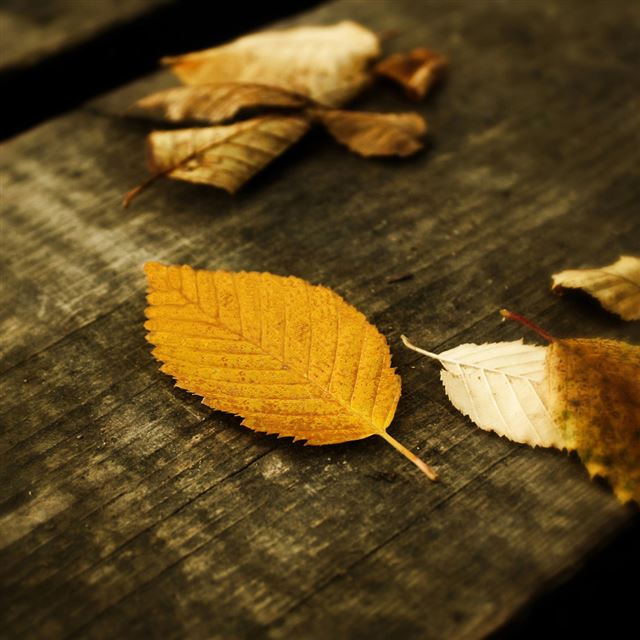 Autumn Leaves1 iPad wallpaper 