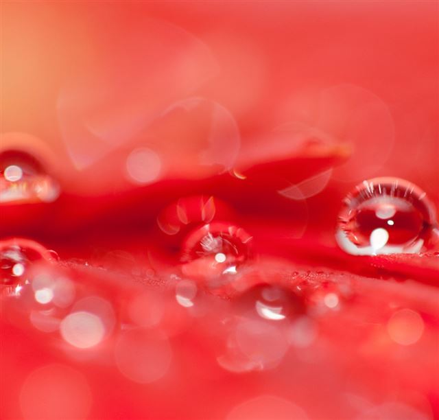 Beautiful Water Drops On A Red Flower iPad wallpaper 