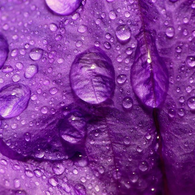 Purple Flower Close Up iPad wallpaper 