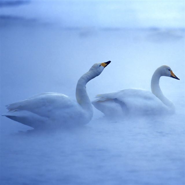 Lovely Swans iPad wallpaper 