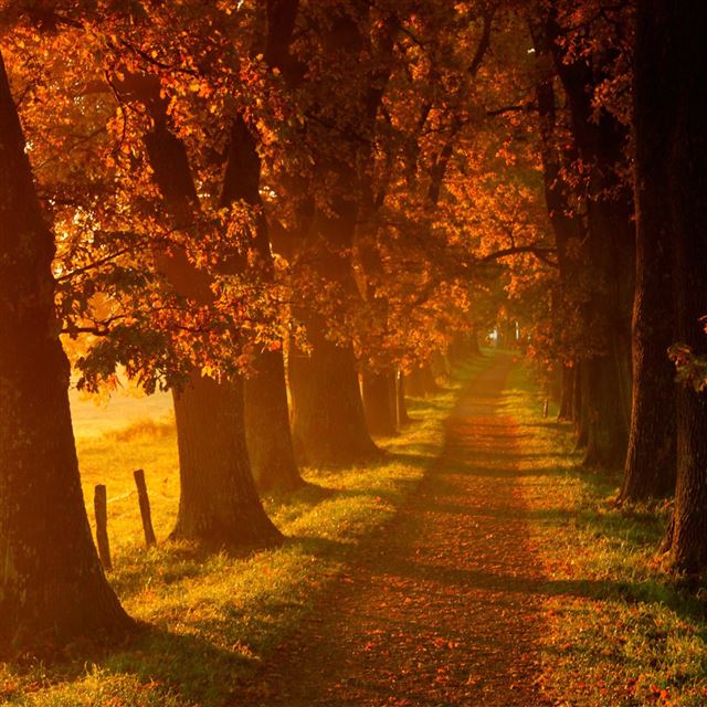Autumn walk road iPad wallpaper 