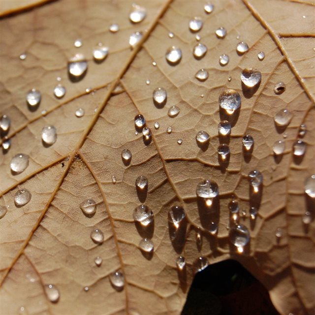 Water Drops On A Dried Maple Leaf iPad wallpaper 