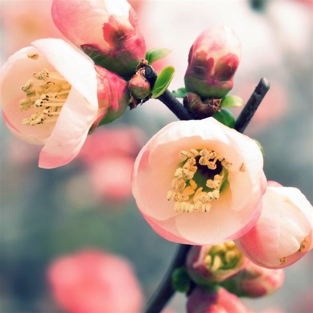 Welcome Spring iPad wallpaper 