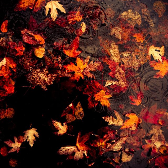 Leaves Floating On The Lake iPad wallpaper 