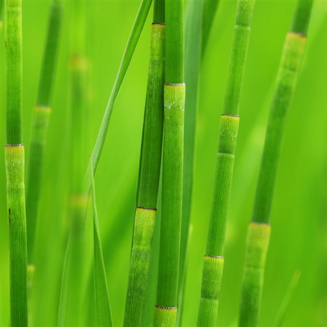 Green reed grass iPad wallpaper 