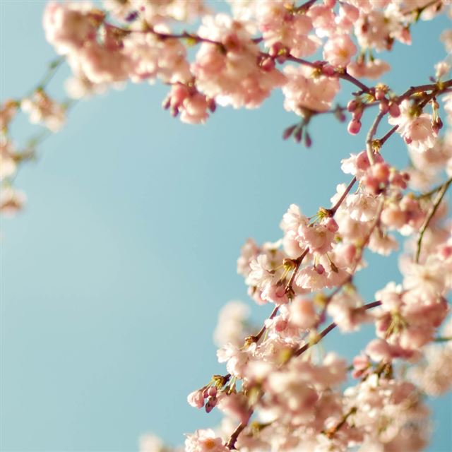 Blossom Tree Closeup iPad wallpaper 