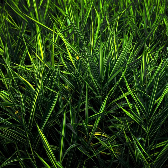 Green grass iPad wallpaper 