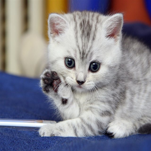 Cat Kitten iPad wallpaper 