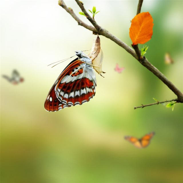 Butterfly iPad wallpaper 