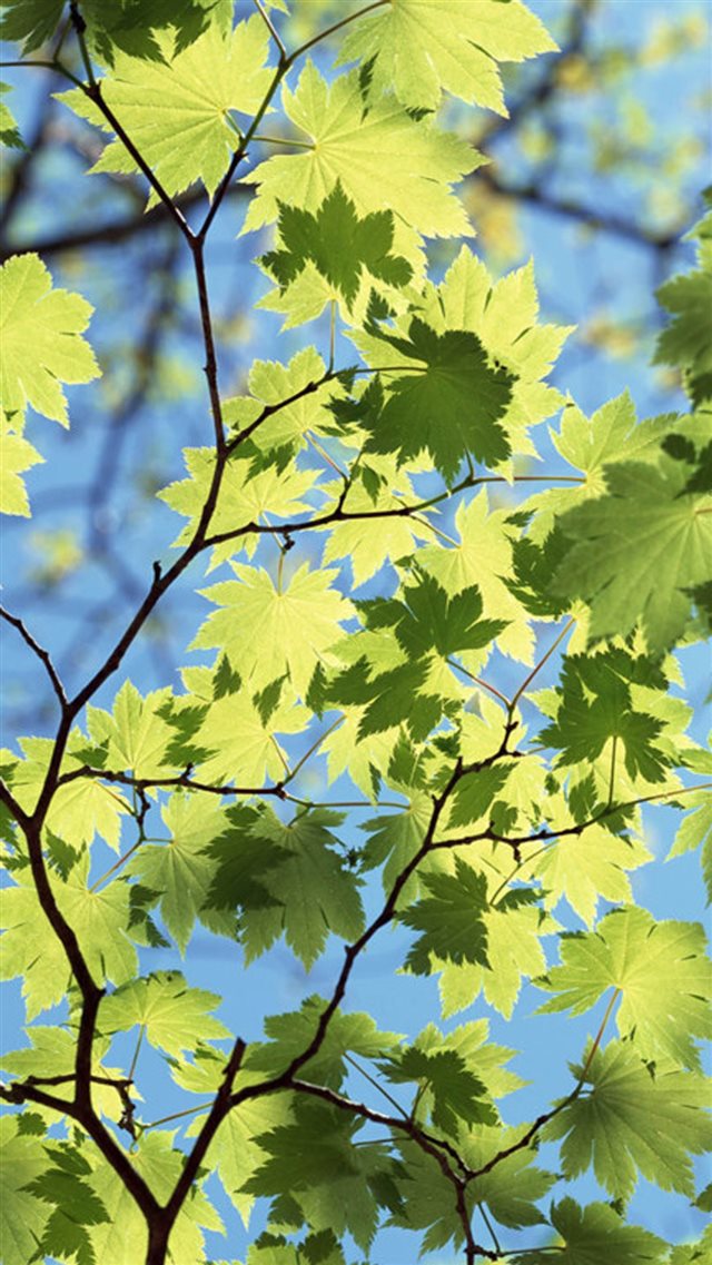 Maple Leaves Under Sunlight iPhone 8 wallpaper 