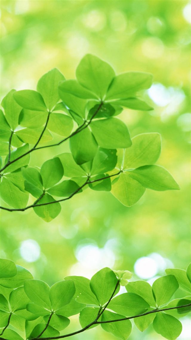 Nature Sunshine Green Leaves iPhone 8 wallpaper 