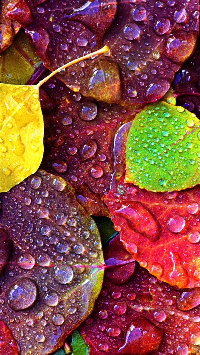 Drops on Colorful Leaves iPhone 8 wallpaper 