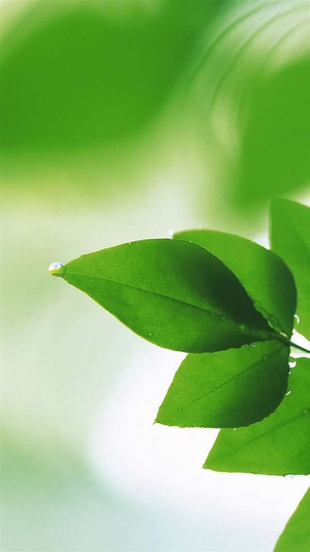 Green Plant Leaf iPhone 8 wallpaper 