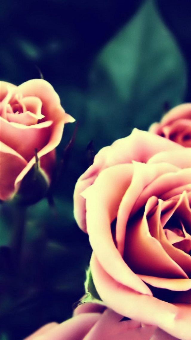 Vintage Pink Roses Closeup iPhone 8 wallpaper 