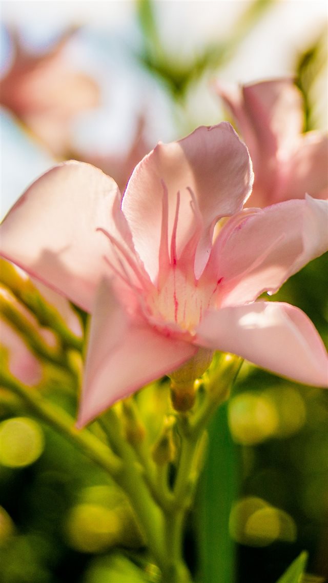 Nature Shine Bloom iPhone 8 wallpaper 