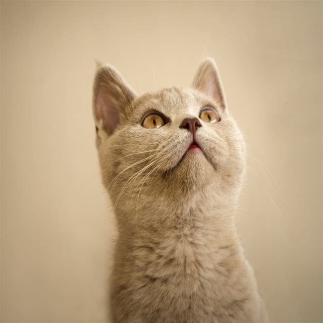 Looking Up Cute Cat iPad wallpaper 