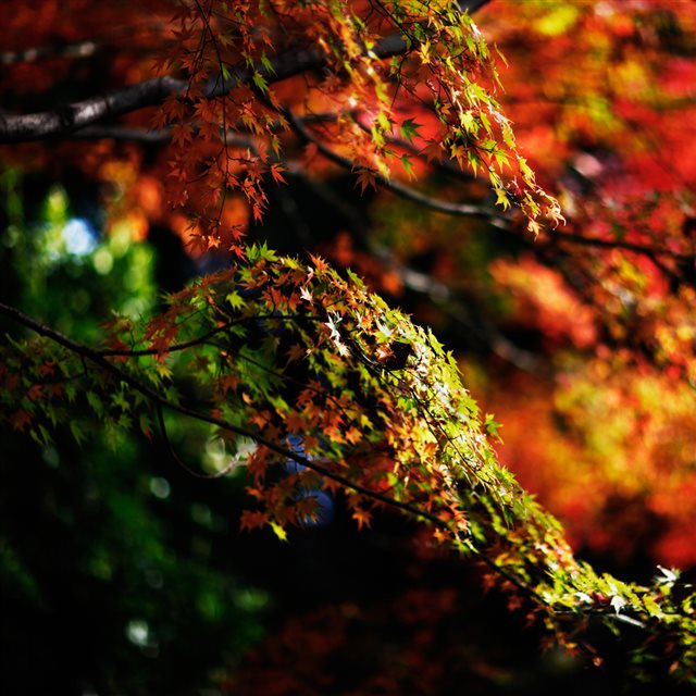 Japanese Maple Tree Autumn iPad wallpaper 