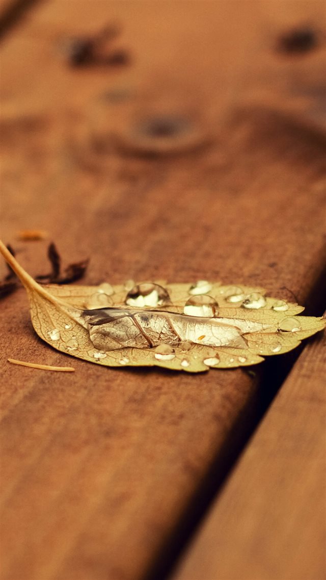 Fallen Leaf On Wooden Chair iPhone 8 wallpaper 