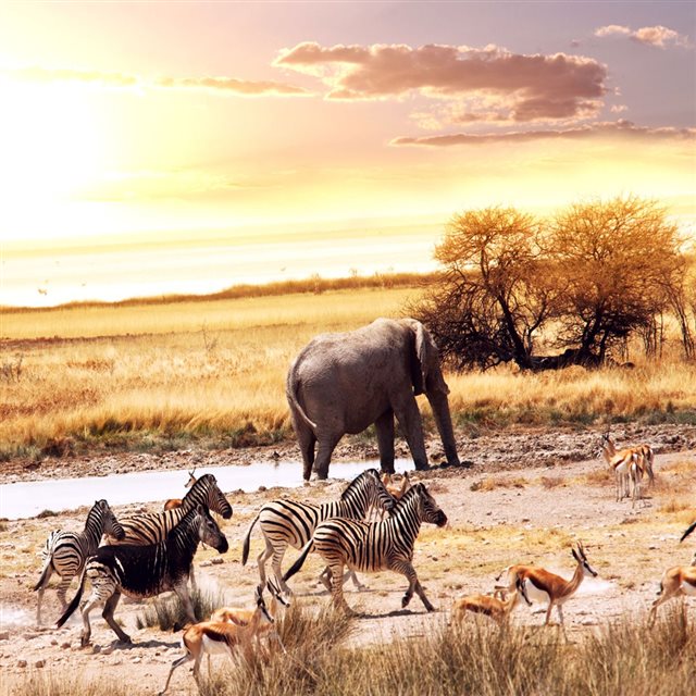 Wild Animals  In Africa iPad wallpaper 