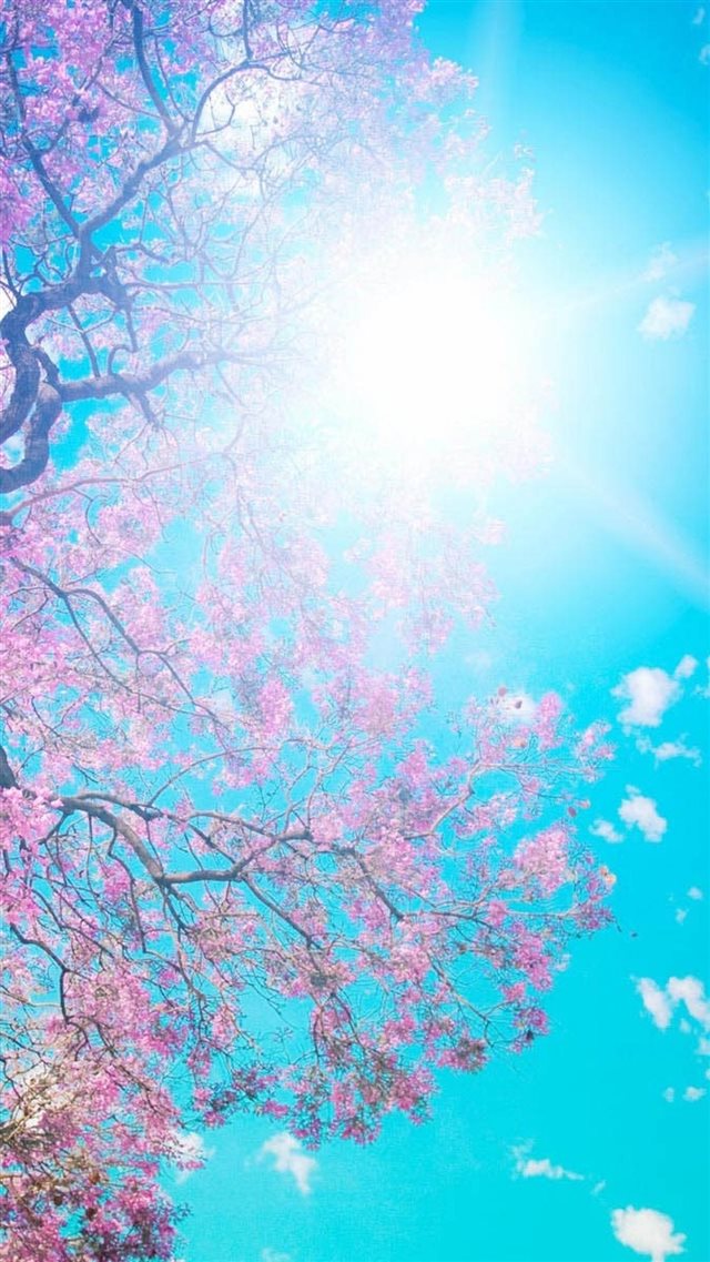 Sunny Pink Blossom Tree Landscapee  iPhone 8 wallpaper 