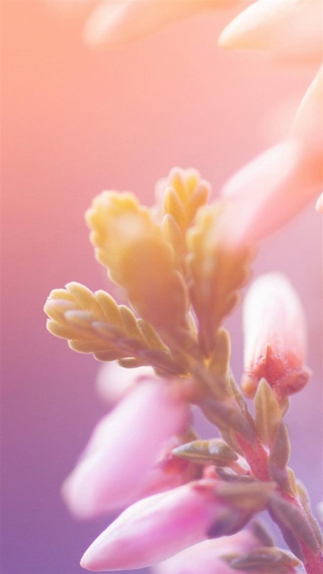 Dreamy Bokeh Flower Macro iPhone 8 wallpaper 