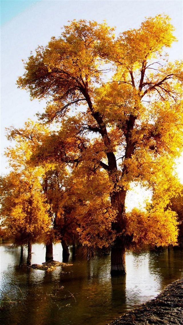 Nature Fall Golden Trees iPhone 8 wallpaper 
