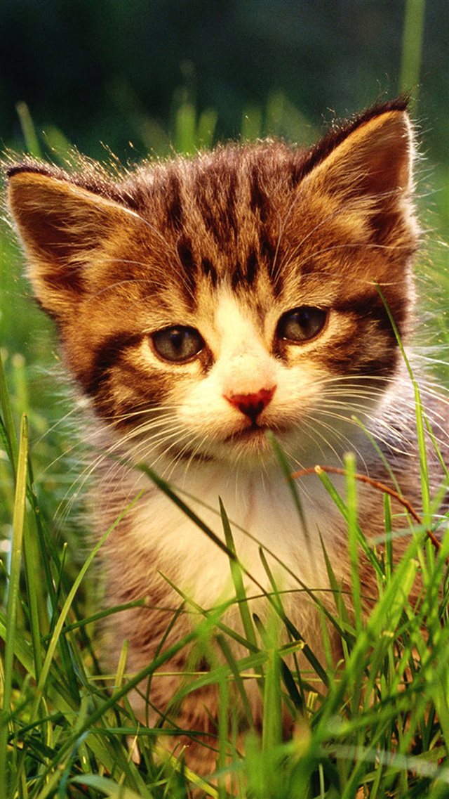 Little Cat In Grassland iPhone 8 wallpaper 