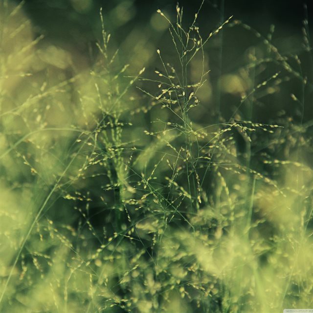 Nature Grass Field iPad wallpaper 