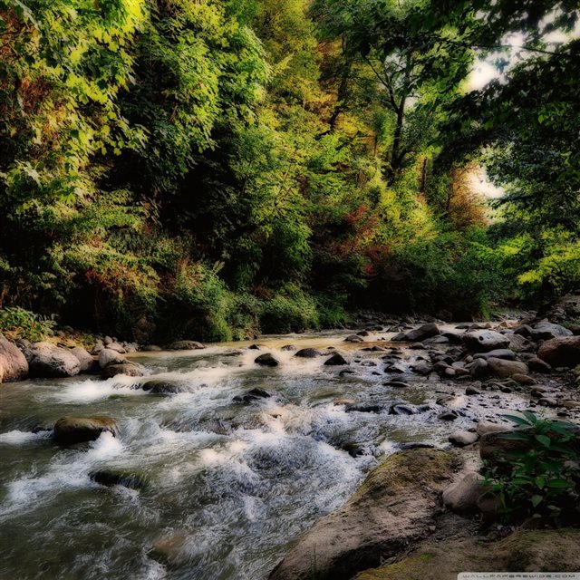 Clear River Flowing In The Forest iPad wallpaper 