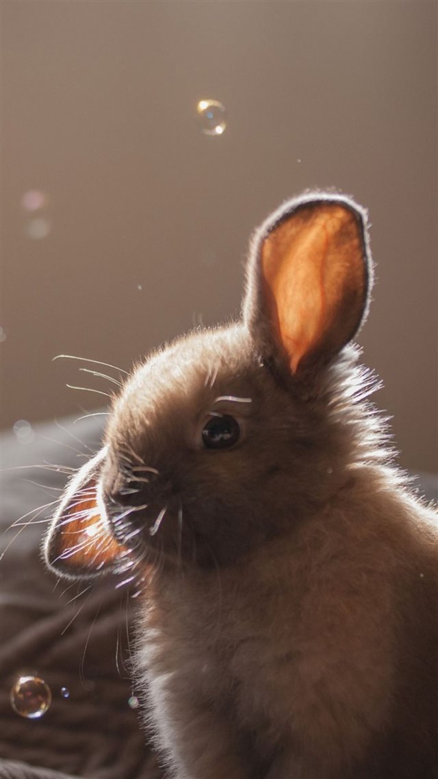 Cute Bunny Soap Bubbles iPhone 8 wallpaper 