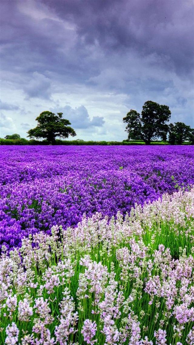 Nature Lavender Flower Filed Garden iPhone 8 wallpaper 