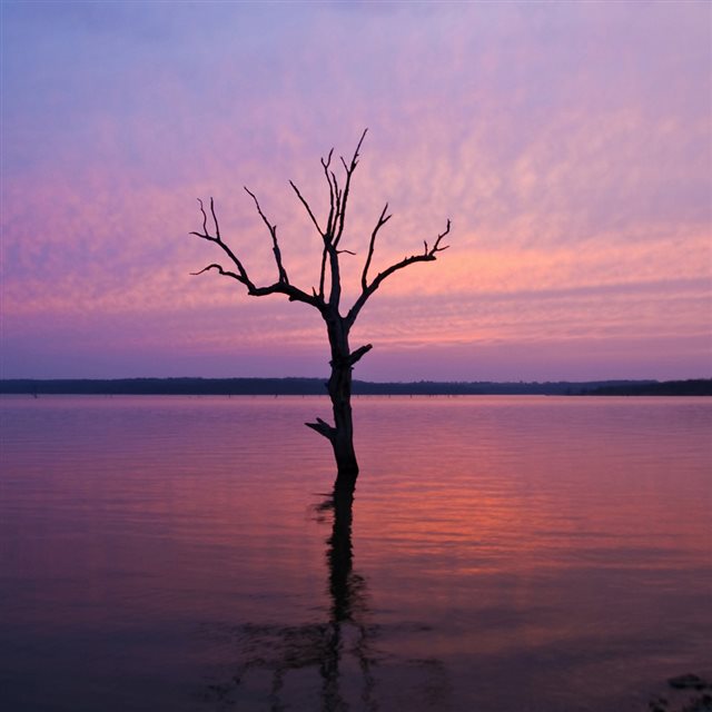 Lonely Tree In Purple Lake iPad wallpaper 