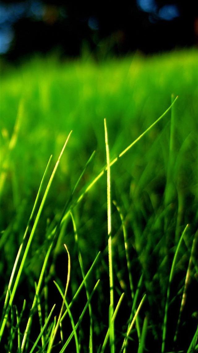 Nature Vitality Grassland iPhone 8 wallpaper 
