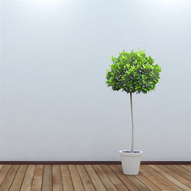 White Room Tree Potted iPad wallpaper 