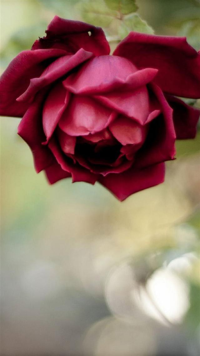 Beautiful Rose Flower Macro iPhone 8 wallpaper 