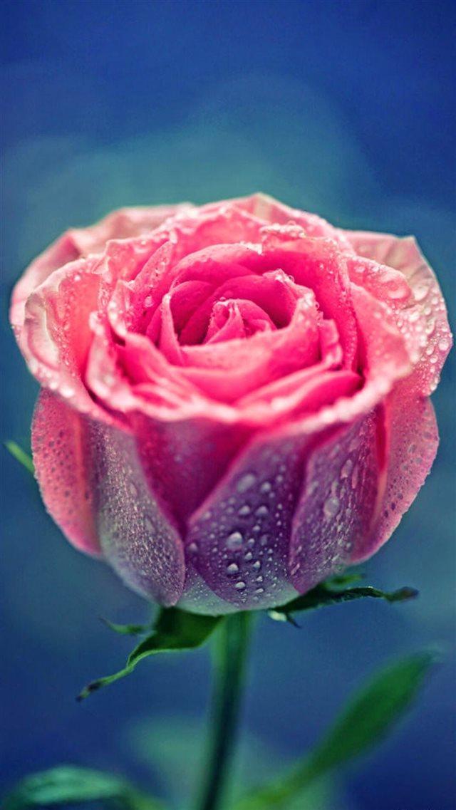 Pink Rose Dew Close Up iPhone 8 wallpaper 
