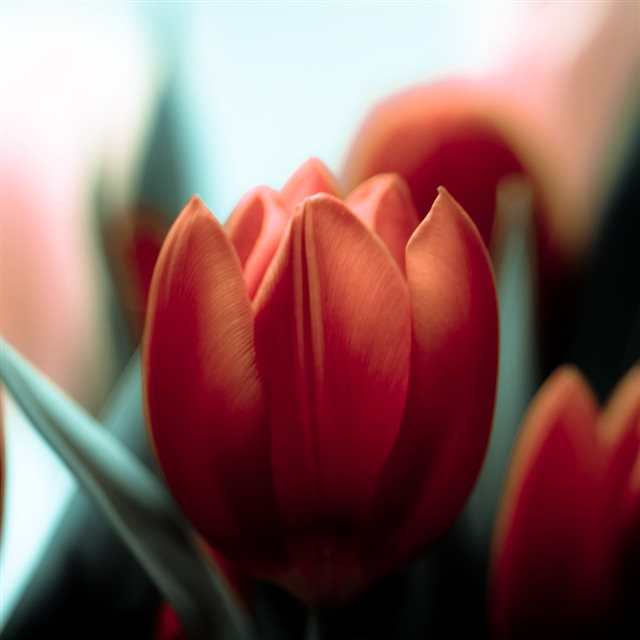 Red Tulip Macro iPad wallpaper 
