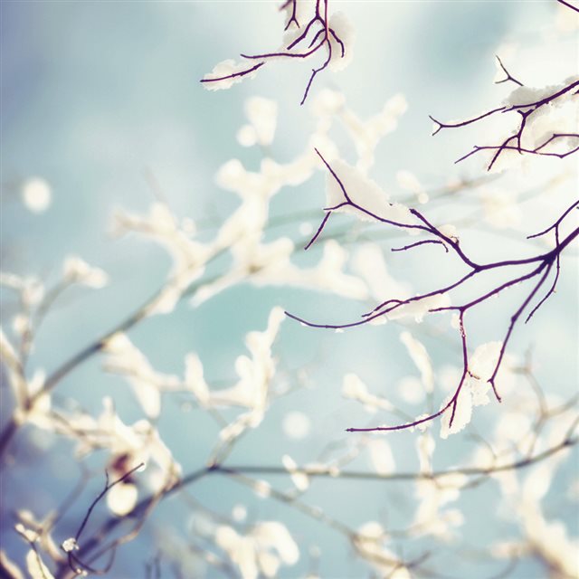 Winter Sunshine Snowy Branches iPad wallpaper 