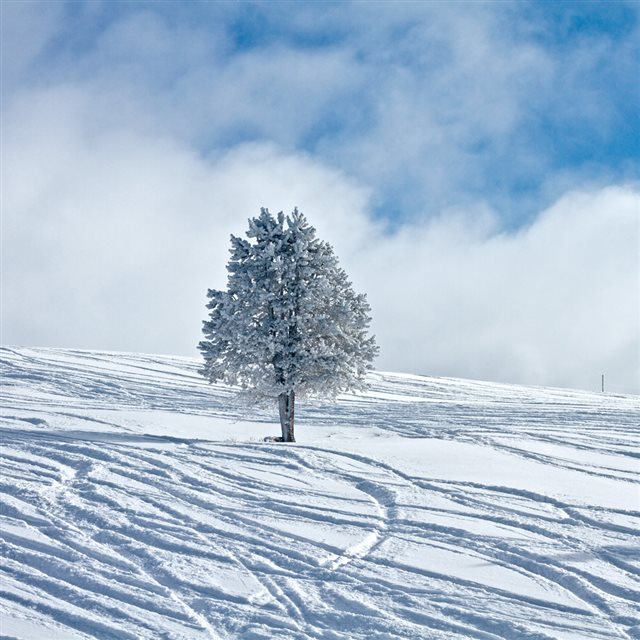 Nature Snow Tree Field iPad wallpaper 