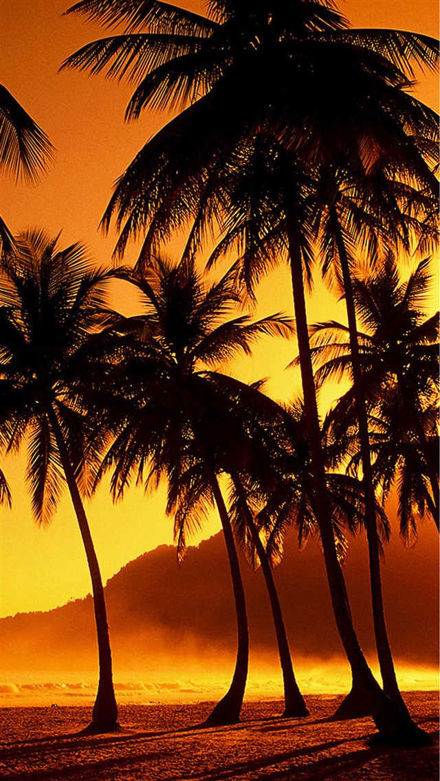Nature Sunset Beach Coconut Grove  iPhone 8 wallpaper 