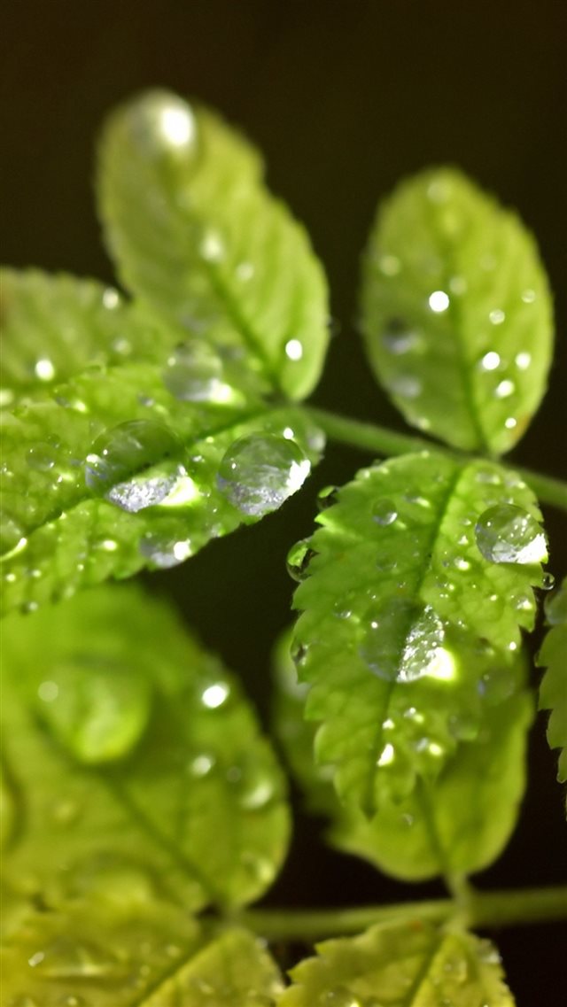 Macro Leaf Water Drop iPhone 8 wallpaper 