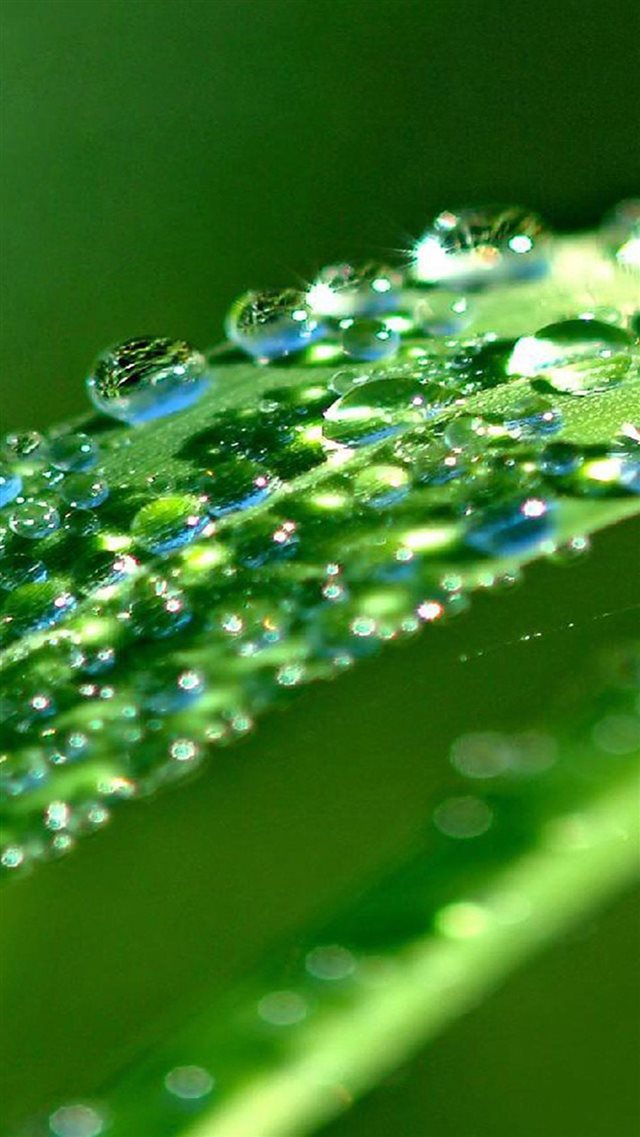 Sunshine Glitter Leaf Dew Waterdrop iPhone 8 wallpaper 