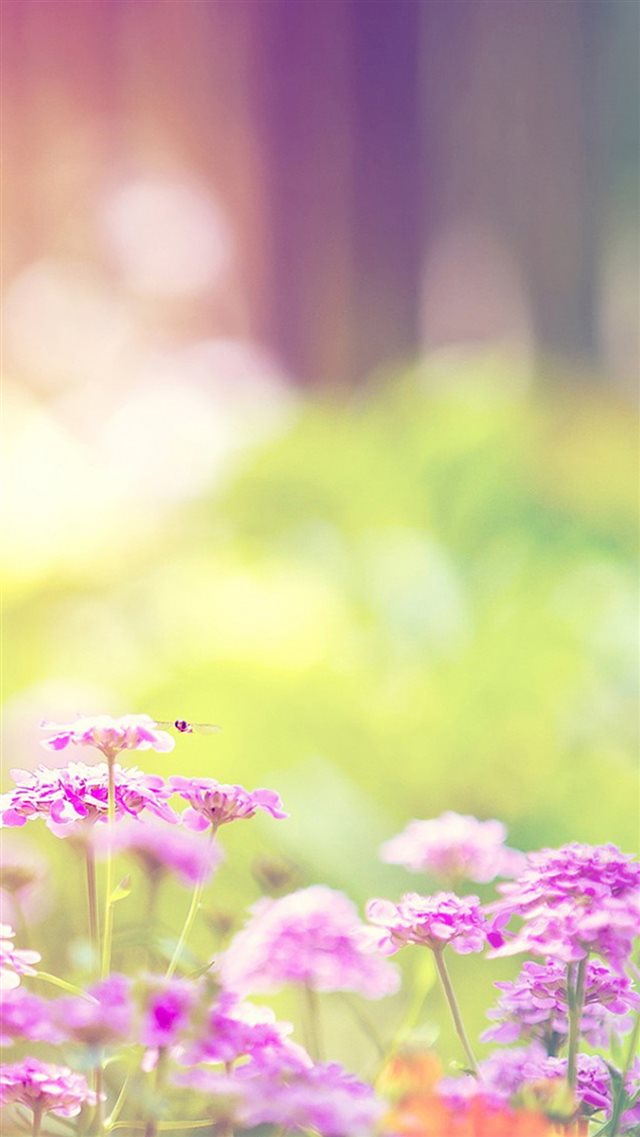 Dreamy Sunshine Bright Flower Bokeh iPhone 8 wallpaper 