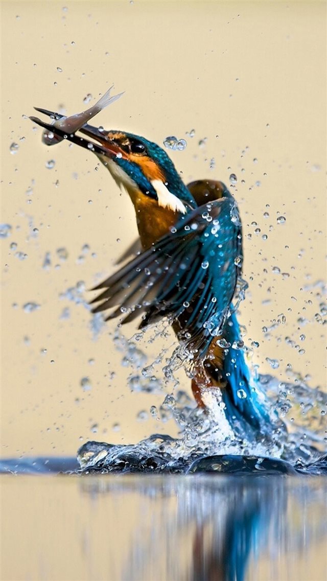 Kingfisher Catching Fish iPhone 8 wallpaper 