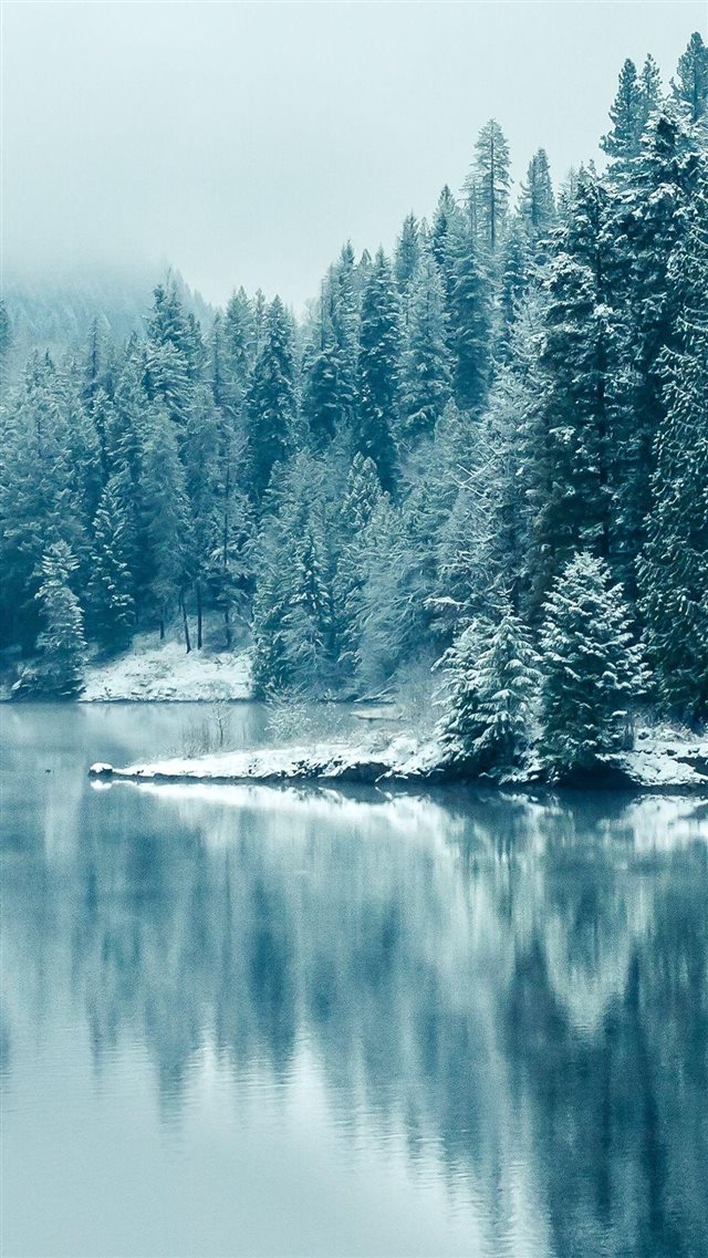 Pine Forest Lake Snow iPhone 8 wallpaper 