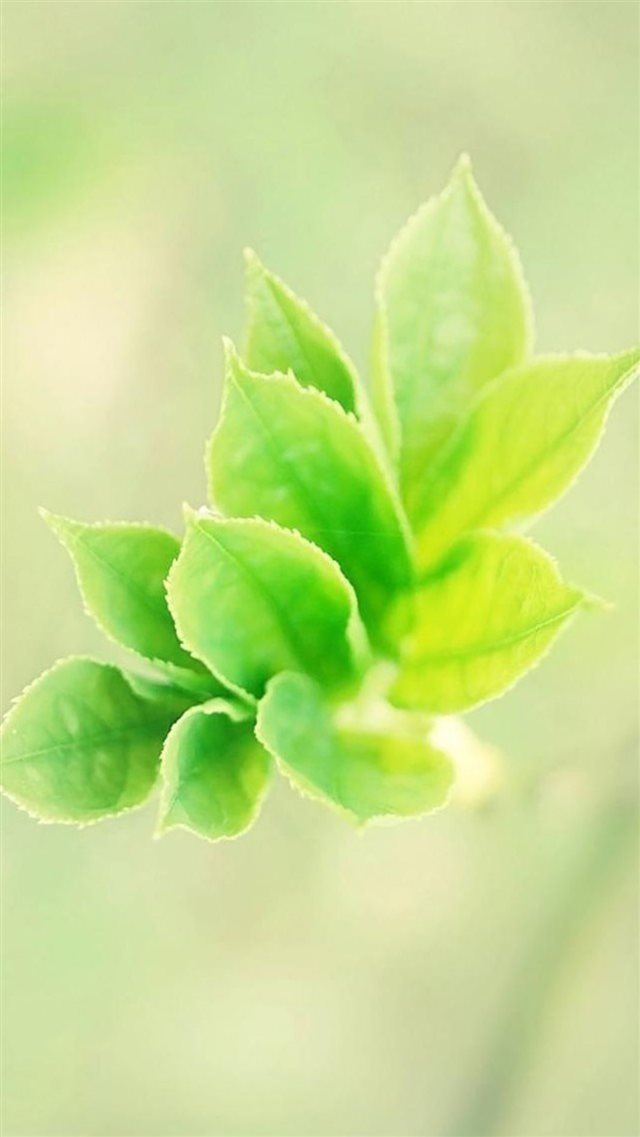 Pure Bokeh Plant Branch Macro iPhone 8 wallpaper 