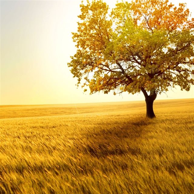 Nature Golden Tree On Grassland iPad wallpaper 